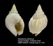 Nassarius persicus